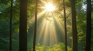 Aureate Boundaries: Fairy Rings and Sacred Groves
